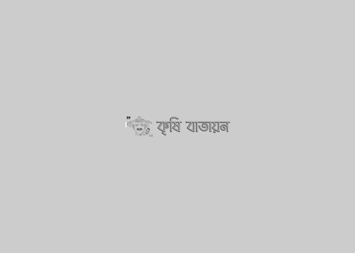 বিনা চাষে ভুট্টা