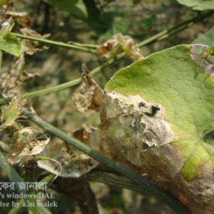 পটলের কাঁঠালে পোকা