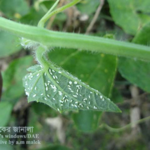 পটলের সাদা মাছি পোকা